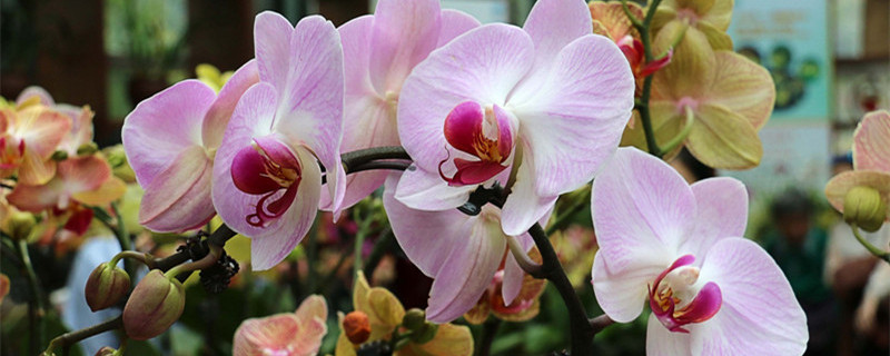 蝴蝶兰开花时间 蝴蝶兰开花时间多长