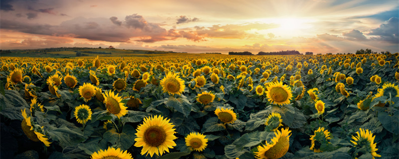向日葵为什么不向着太阳 向日葵为什么有时候不向太阳