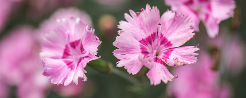 石竹花怎么养 石竹花怎么养几个月会开花