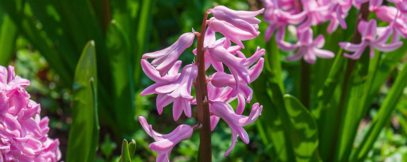 风信子的花有毒吗
