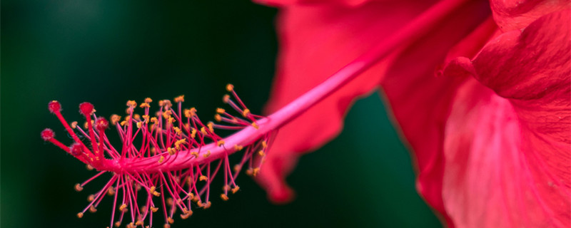 扶桑花怎样扦插繁殖 扶桑花怎样扦插繁殖什么季节插
