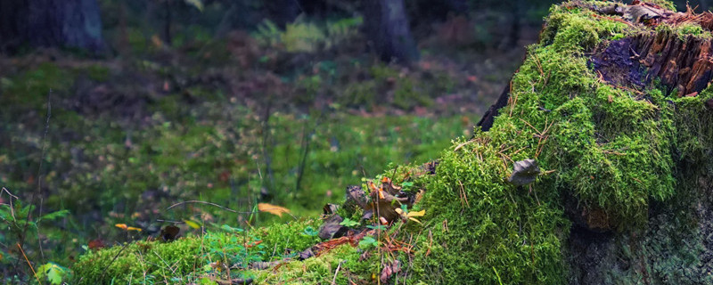 麻梨疙瘩是什么树（麻梨疙瘩是什么树图片）