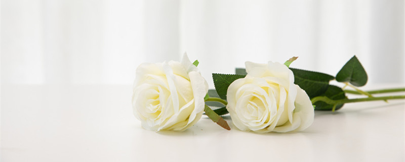 送白玫瑰代表什么意思 生日送白玫瑰代表什么意思