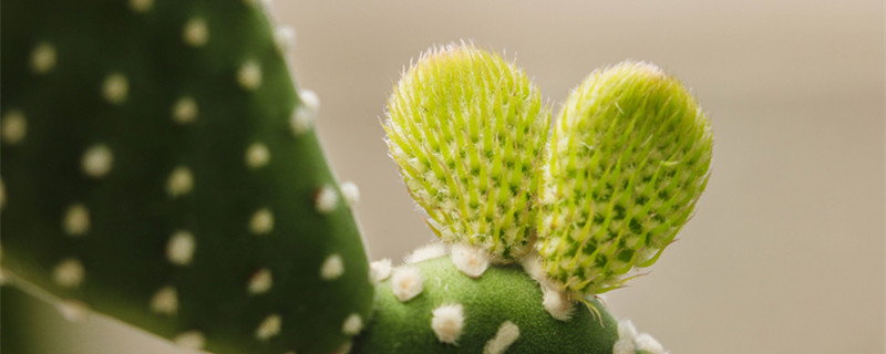 仙人掌的茎有什么特点 仙人掌的根茎叶有什么特点