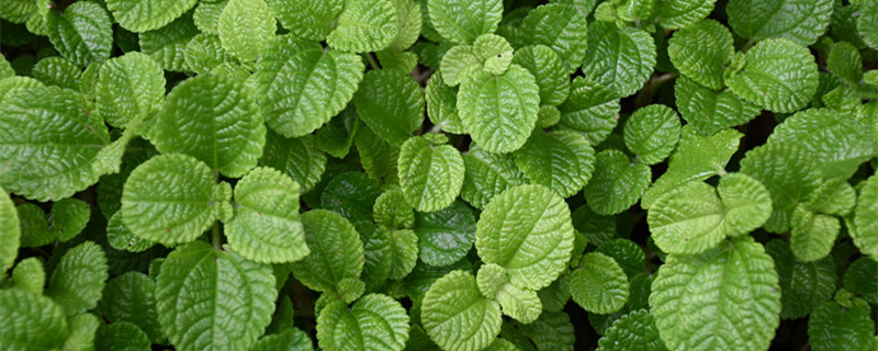 适合露天四季盆栽植物