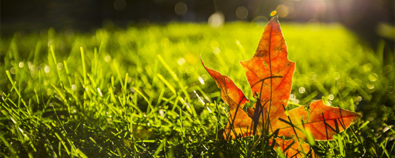 枫叶的花语(枫叶的花语爱情)