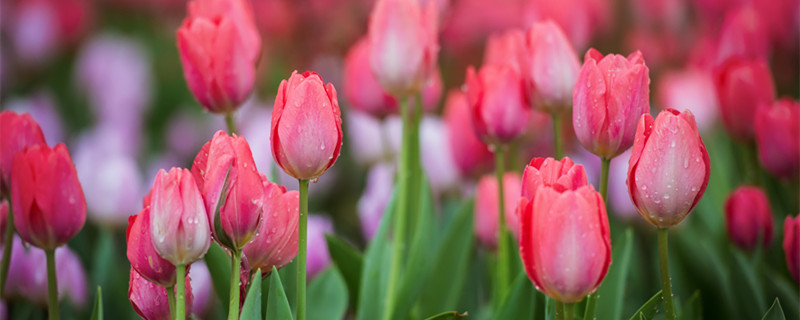 郁金香代表什么 郁金香代表什么象征意义