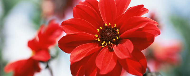 大丽花怎么养 大丽花的养殖方法和注意事项