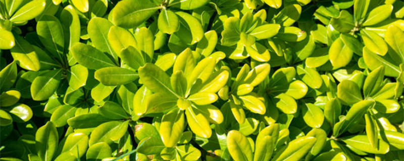 海桐的常见病虫害及其防治 海桐主要病虫害