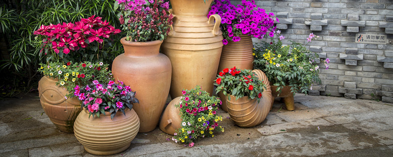 一盆花放几粒复合肥（一盆花放几粒复合肥君子兰）