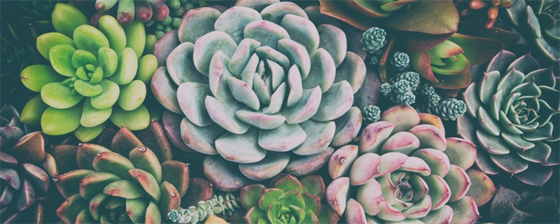 养多肉的技巧 养多肉的窍门