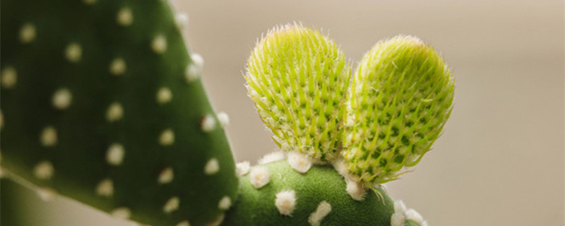 办公桌上放什么植物好（女生办公桌上放什么植物好）