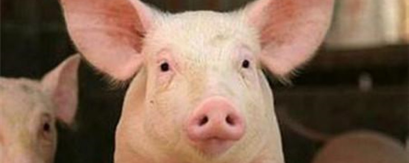 种猪怎么选 母猪种猪怎么选