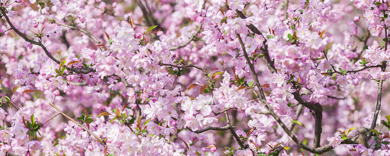 海棠花什么时候开 丁香花和海棠花什么时候开