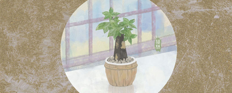 发财树喜欢阳光还是阴凉（发财树喜欢晒太阳还是喜欢阴）