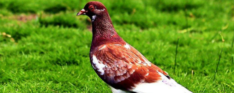 鸽子喂什么饲料（鸽子喂什么饲料最好）