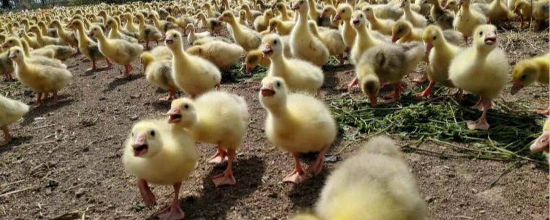 哪有鹅苗出售（鹅苗出售价格 鹅苗出售批发）