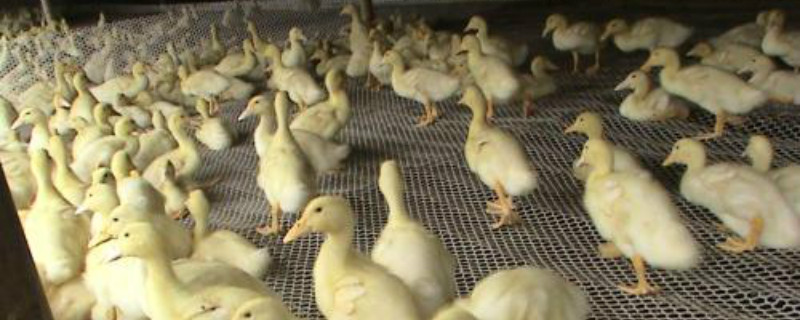 肉鸭饲料配方（肉鸭饲料配方大全）