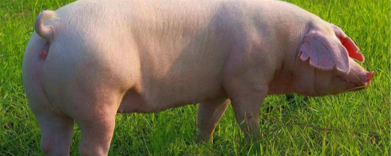 猪的养殖技术方法（生猪养殖技术）