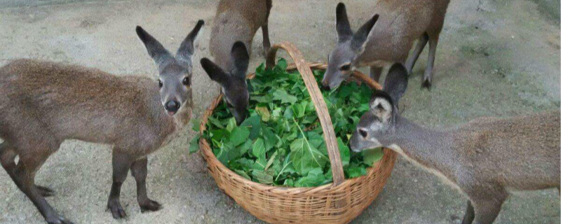 林麝养殖需要投资多少（林麝养殖前景如何）