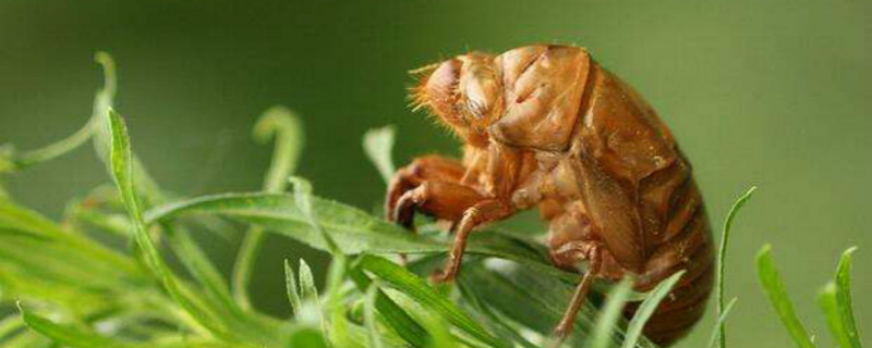 金蝉有养殖成功的吗（金蝉的养殖前景）