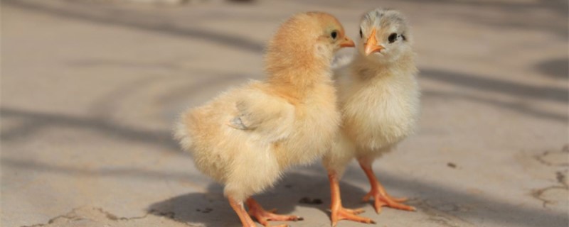小鸡不吃食怎么办（出壳小鸡不吃食怎么办）