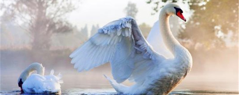 吃养殖天鹅肉犯法吗（吃野生天鹅肉会不会犯法）