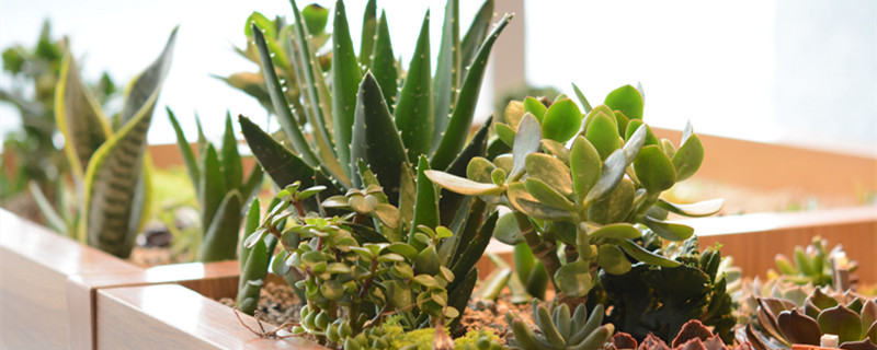 金钱树怎么繁殖（金钱树怎么繁殖快）