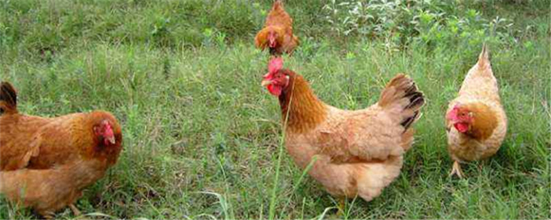 鸡笼怎么做（鸡笼怎么做才好用）