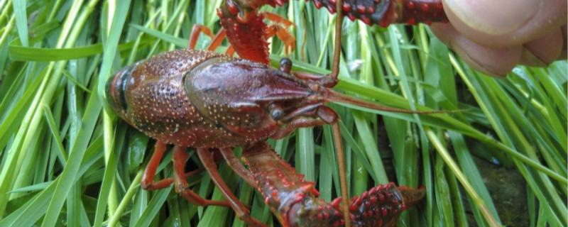 龙虾尾有水泡是病吗 龙虾尾有水泡是病吗
