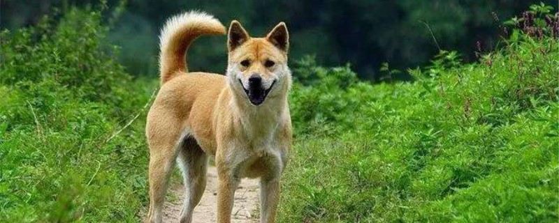 土狗养殖要几个月才出栏 狗养殖多久可以出栏