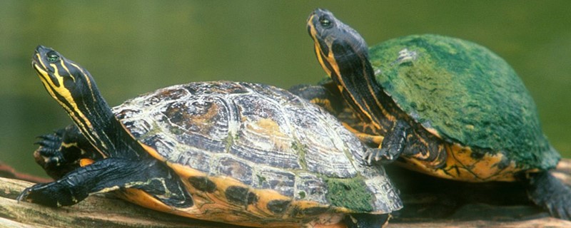 乌龟饲料怎么做 乌龟饲料怎么做