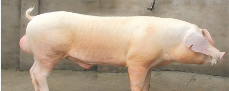 适合农村的养猪方法 农村适合养什么猪