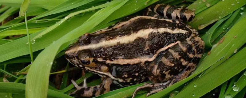 黑斑蛙歪头病怎么预防(蛙类歪头病预防与治疗)