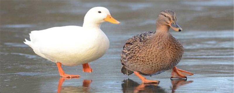 鸭子不吃食是怎么回事呢（鸭子不吃食物怎么办）