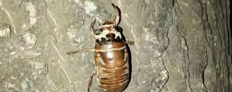 爬叉怎么养殖（爬叉怎么养殖视频）