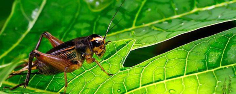 蟋蟀吃什么蔬菜(蟋蟀吃菜吗)