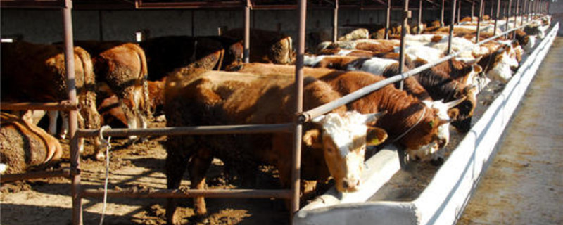 肉牛的种类区别（各种牛肉的区别）