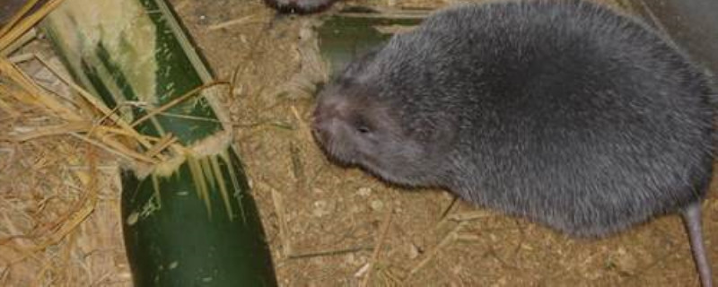 竹鼠中暑了怎么办（竹鼠竹鼠你为何老是中暑）