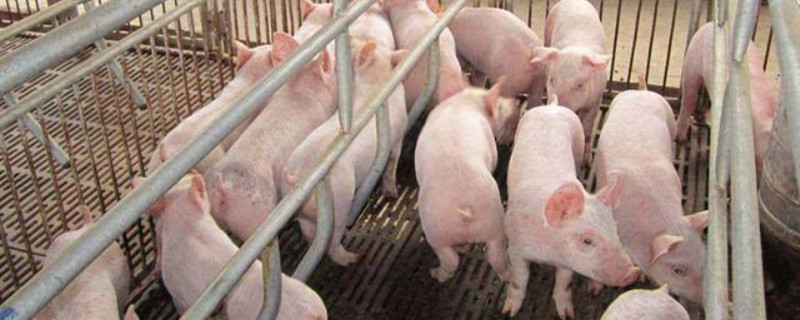 初生1天仔猪拉稀怎么办 1日龄仔猪拉稀稀怎么办