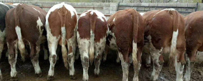 猪瘟能传染牛吗 猪瘟会传染牛吗