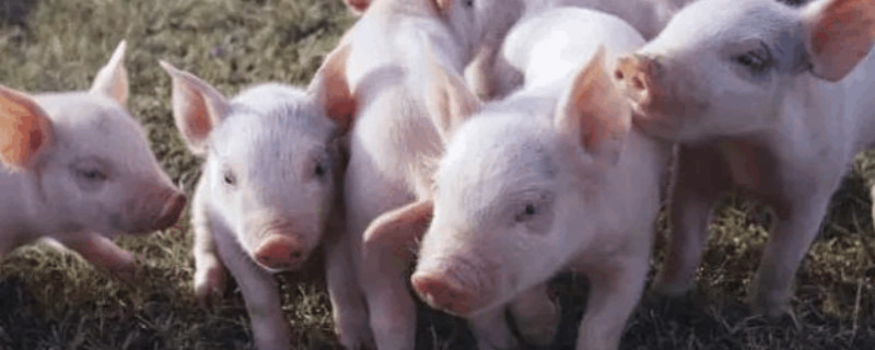 断奶猪正确的饲喂方式 断奶猪的饲养管理流程