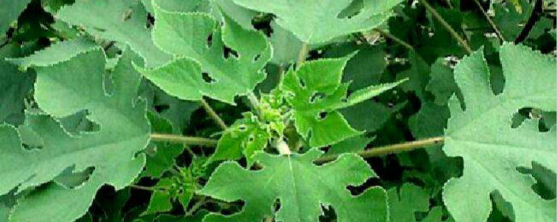 构树养羊一亩养多少羊 一亩构树养羊多少只