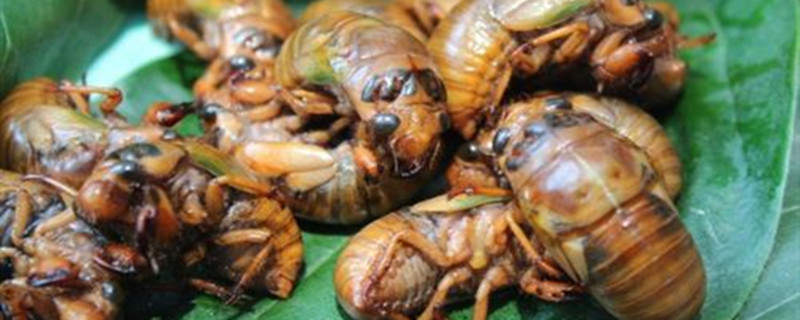 金蝉养殖需要多长时间(金蝉养殖需要多久)