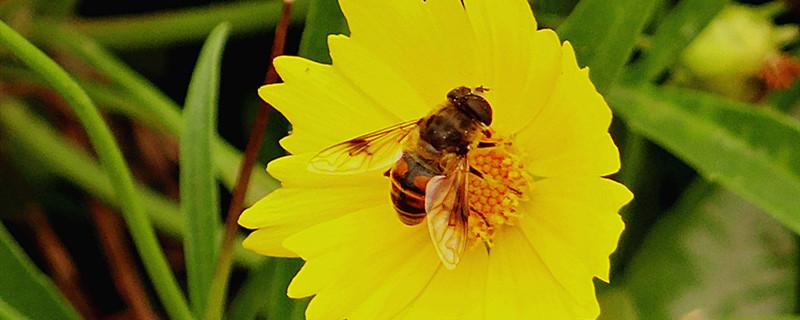 蜜蜂如何养殖 我的世界蜜蜂如何养殖