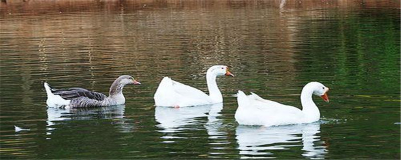 鹅苗多少天算脱温了 刚买的鹅苗怎么脱温