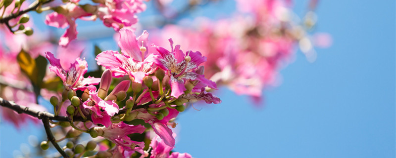 花的各个部位发育成什么（花的各个部位发育成什么结构）