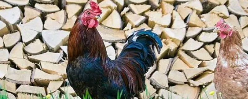 鸡秋季养殖方法（冬季怎样养鸡技术）