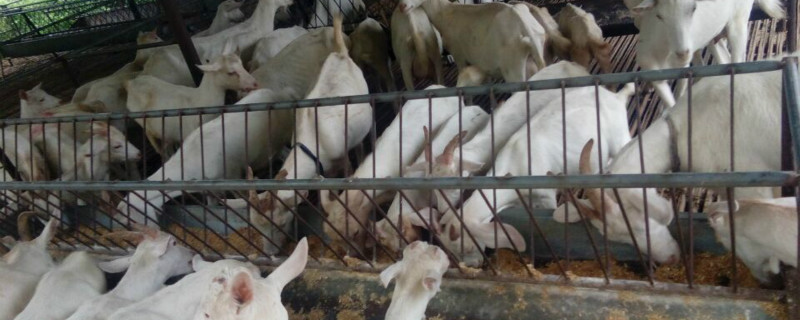 美国白山羊繁殖怎样 美国白山羊繁殖率