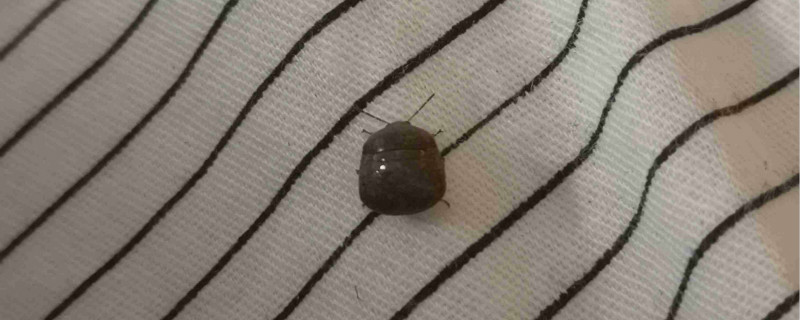 虱虫怎么根除（虱虫怎么治）